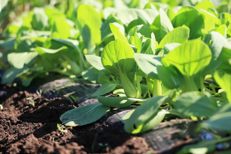 収穫適期のシャオパオ