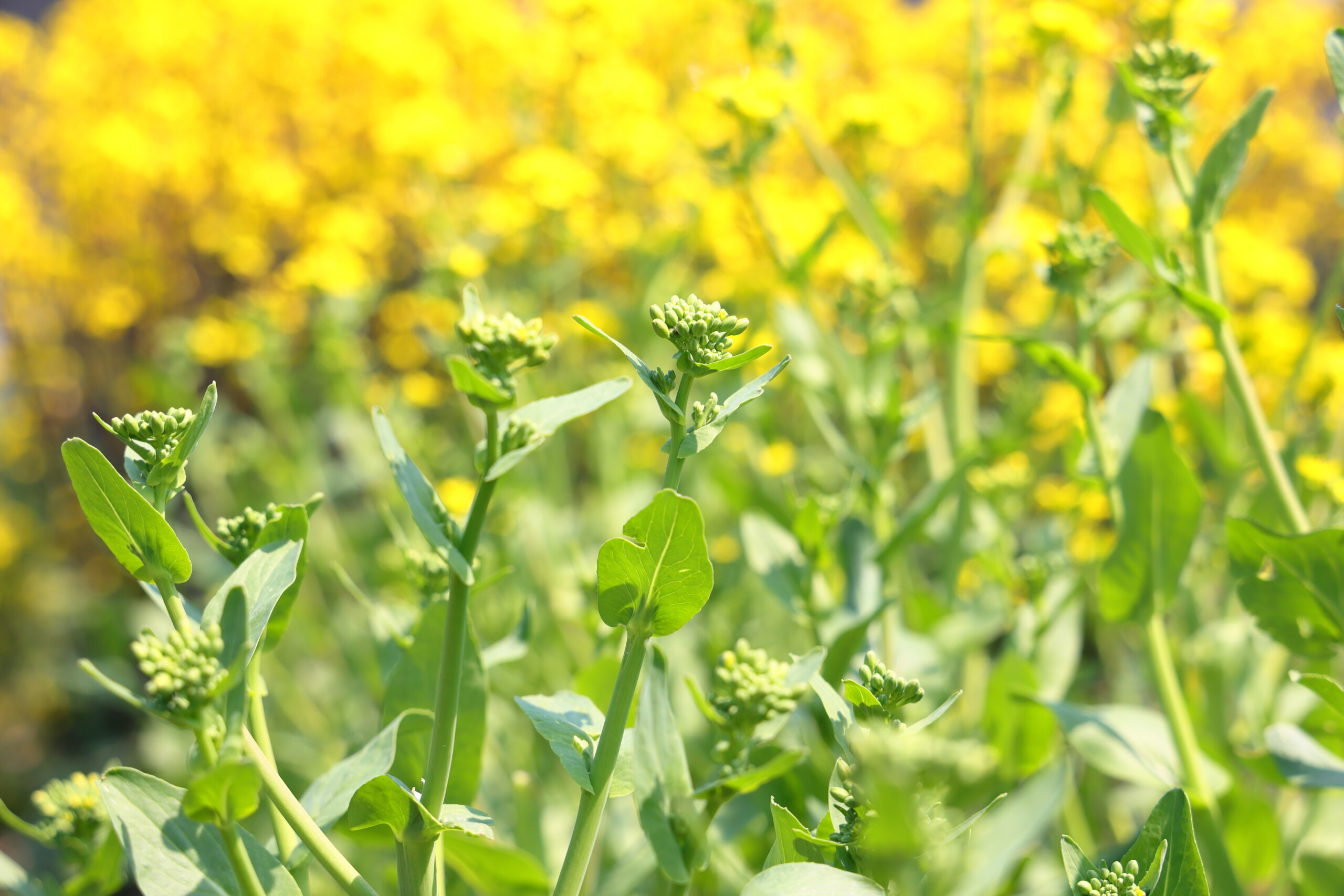 シャオパオの菜の花