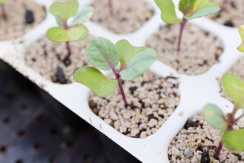 本葉2~3枚ほどになったら植え付け適期