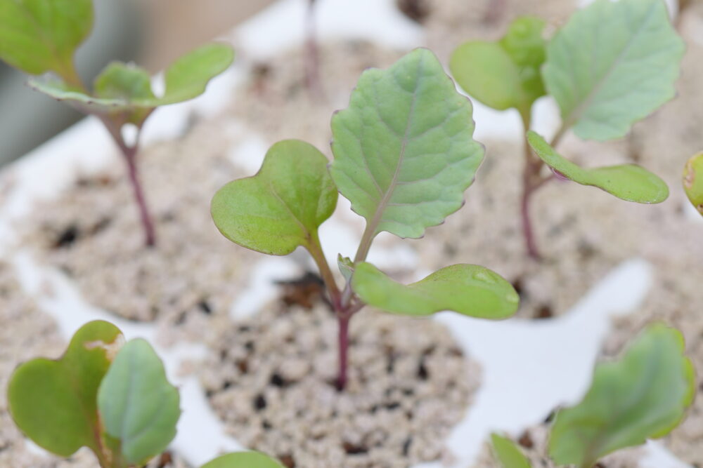 本葉2~3枚ほどになったら植えつけ適期