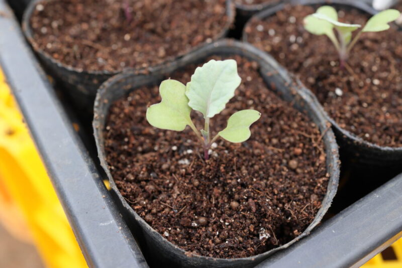 本葉１～２枚の頃、成長の良い株を１本残して残りを間引く