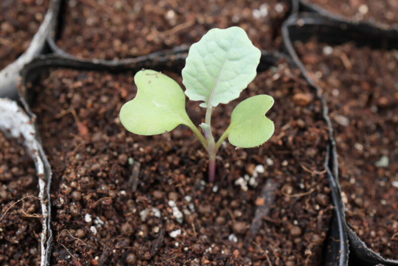 本葉1~2枚の頃、成長の良い株を1本残して残りを間引く