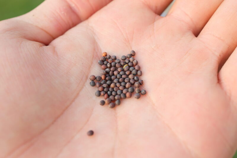 コールラビの種