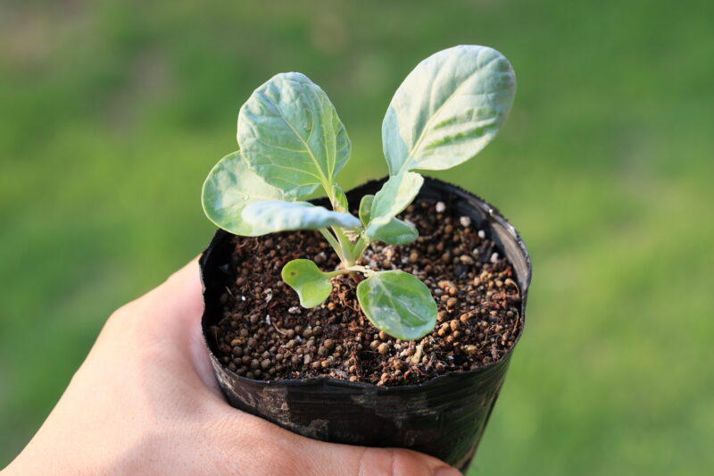 本葉5~6枚になったら植え付け適期