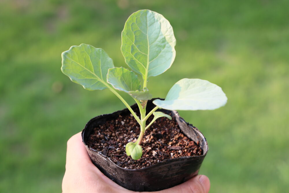 本葉4~5枚になったら植えつけ適期