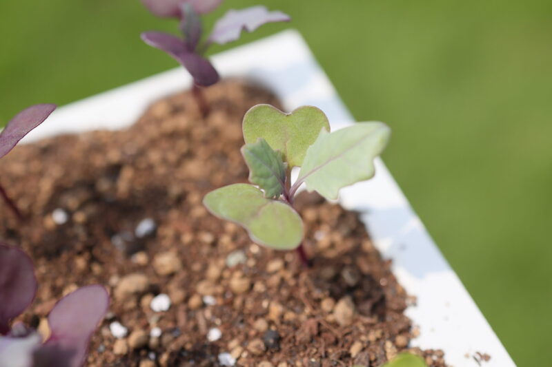 本葉2~3枚ほどになったら植え付け適期