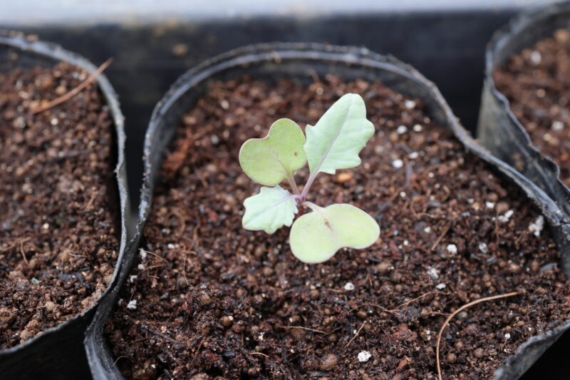 本葉1~2枚の頃、成長の良い株を1本残して残りを間引く