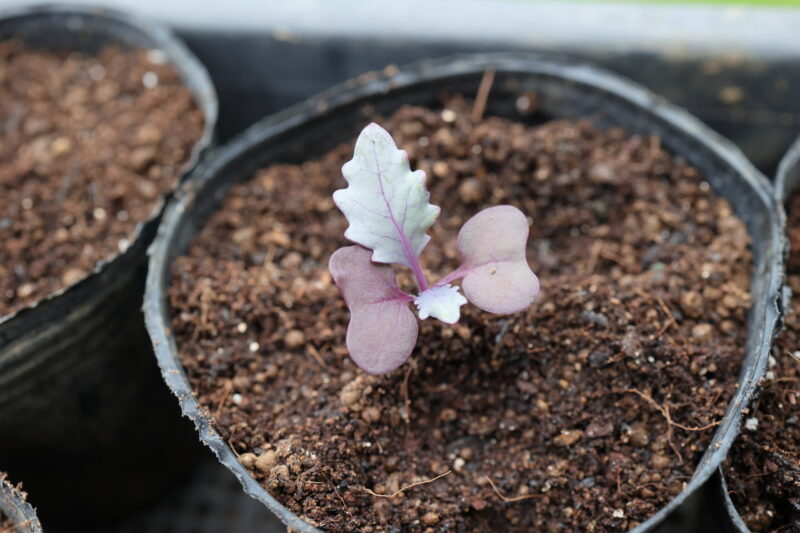 本葉1~2枚の頃、成長の良い株を1本残して残りを間引く