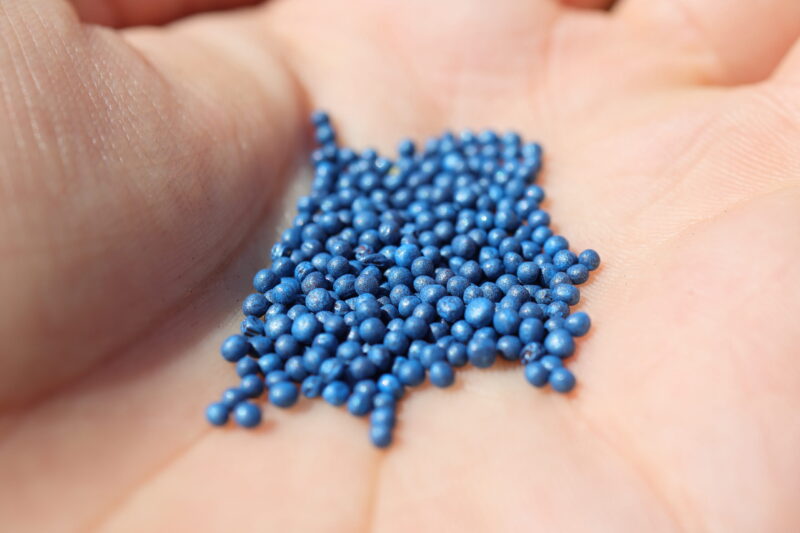 アスパラ菜の種