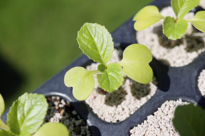 本葉２～３枚ほどになったら植え付け適期