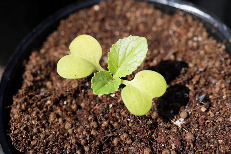 本葉１～２枚の頃、成長の良い株を１本残して残りを間引く