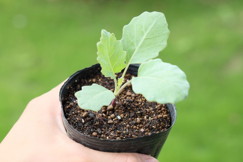 植え付け適期のコールラビ苗