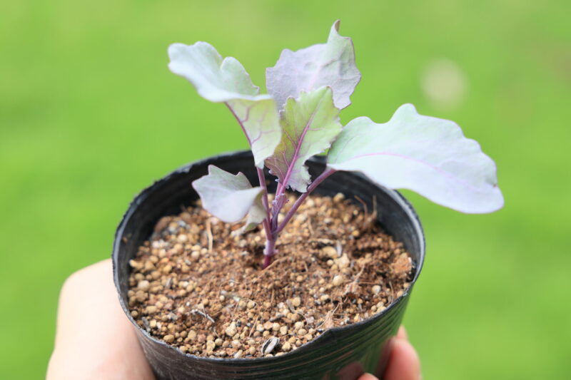 植え付け適期のコールラビ苗