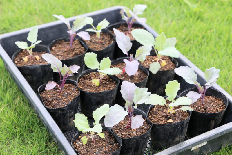 植え付け適期のコールラビ苗