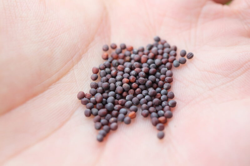 サラダラティーナの種