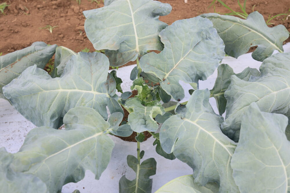 夢ひびきは害虫が発生しやすい