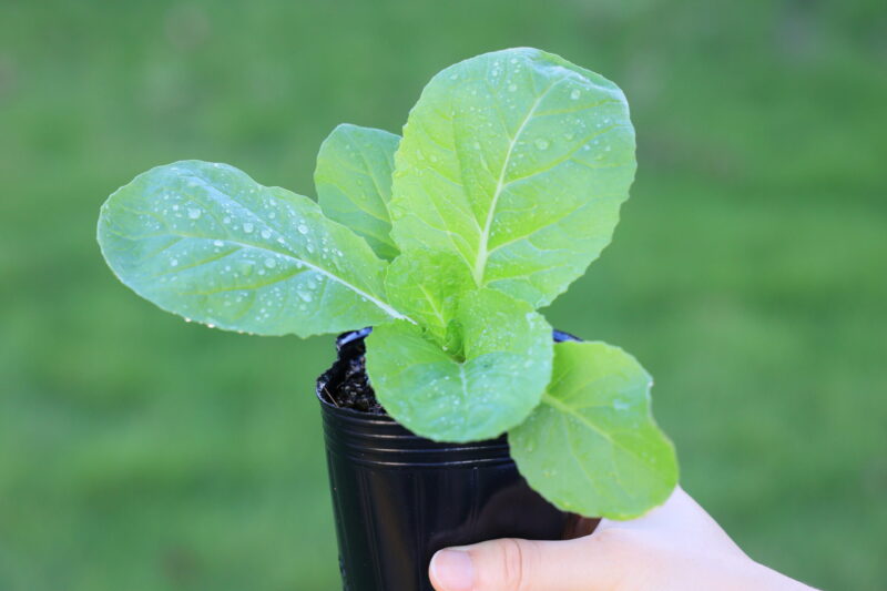 本葉４～５枚になったら植え付け適期