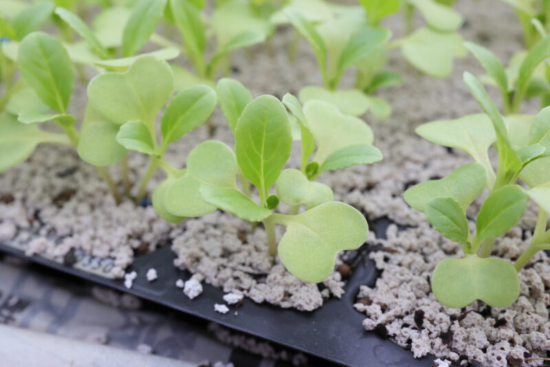 植え付け適期のシャオパオ苗