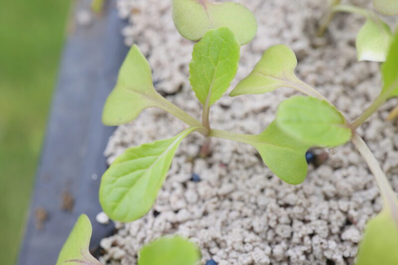 本葉２～３枚ほどになったら植え付け適期