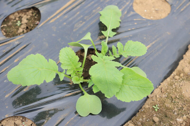 生育中のころっ娘