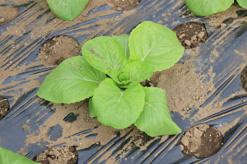 生育中のタイニーシュシュ