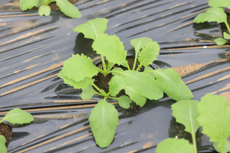 生育中のサラダラティーナ