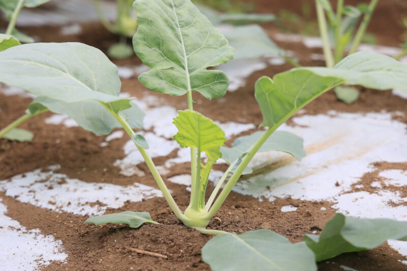 コールラビは病害虫が発生しやすい