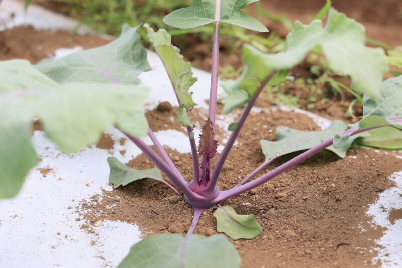 コールラビは病害虫が発生しやすい