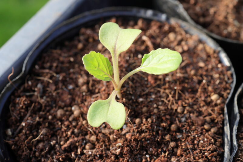 本葉１～２枚の頃、成長の良い株を１本残して残りを間引く