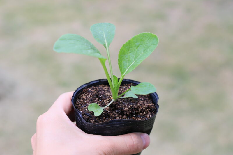 植え付け適期のアスパラ菜の苗