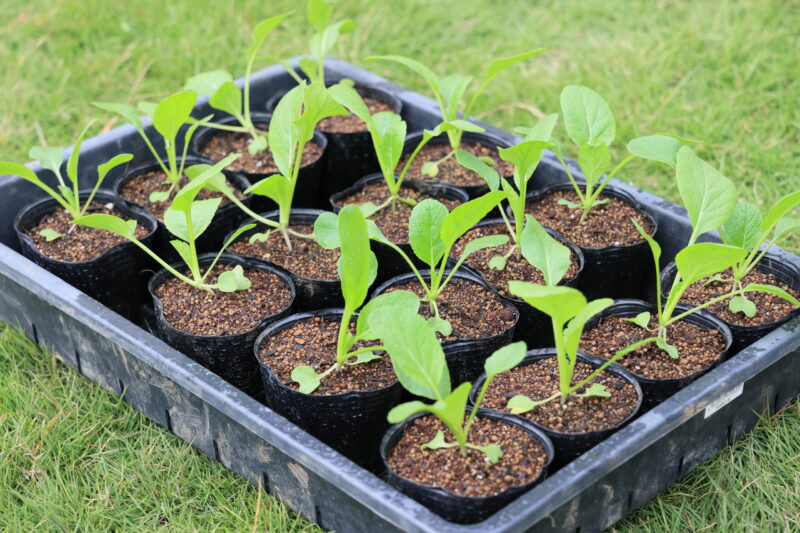 アスパラ菜の苗