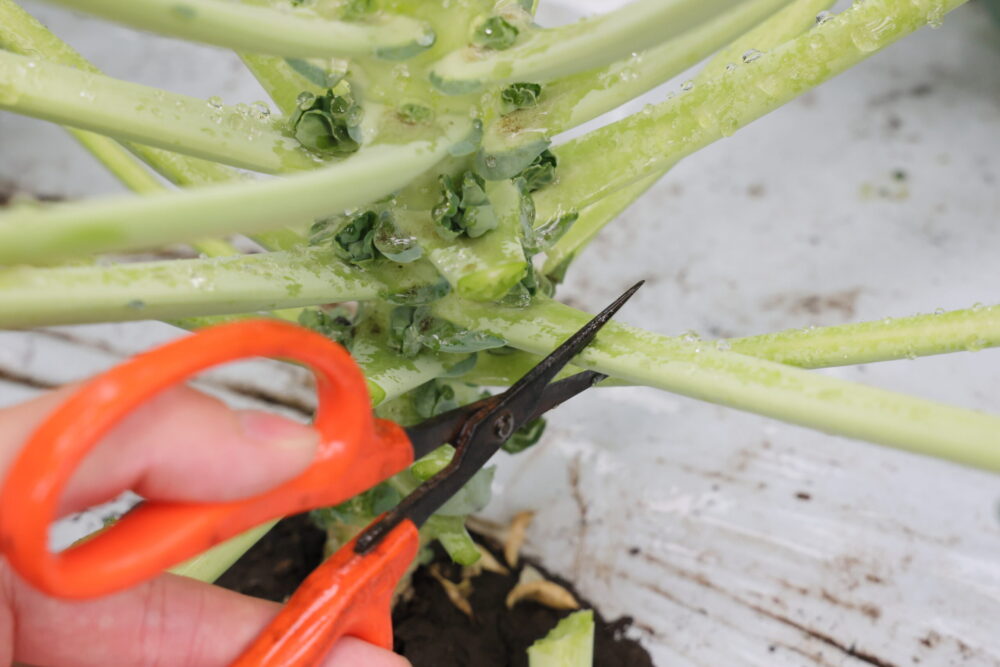 葉かきは少なくとも2回(もう少しこまめにできれば理想ですが)に分けて、段階的に行う