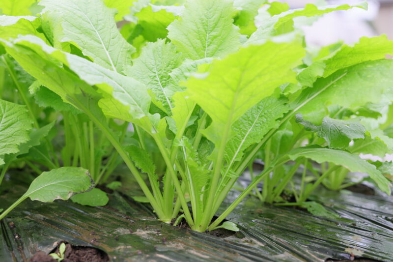 生育中のサラダラティーナ