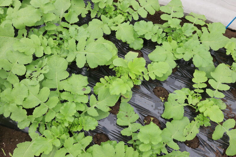 生育中のころっ娘