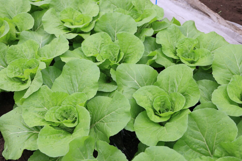 密植すると害虫が出やすい