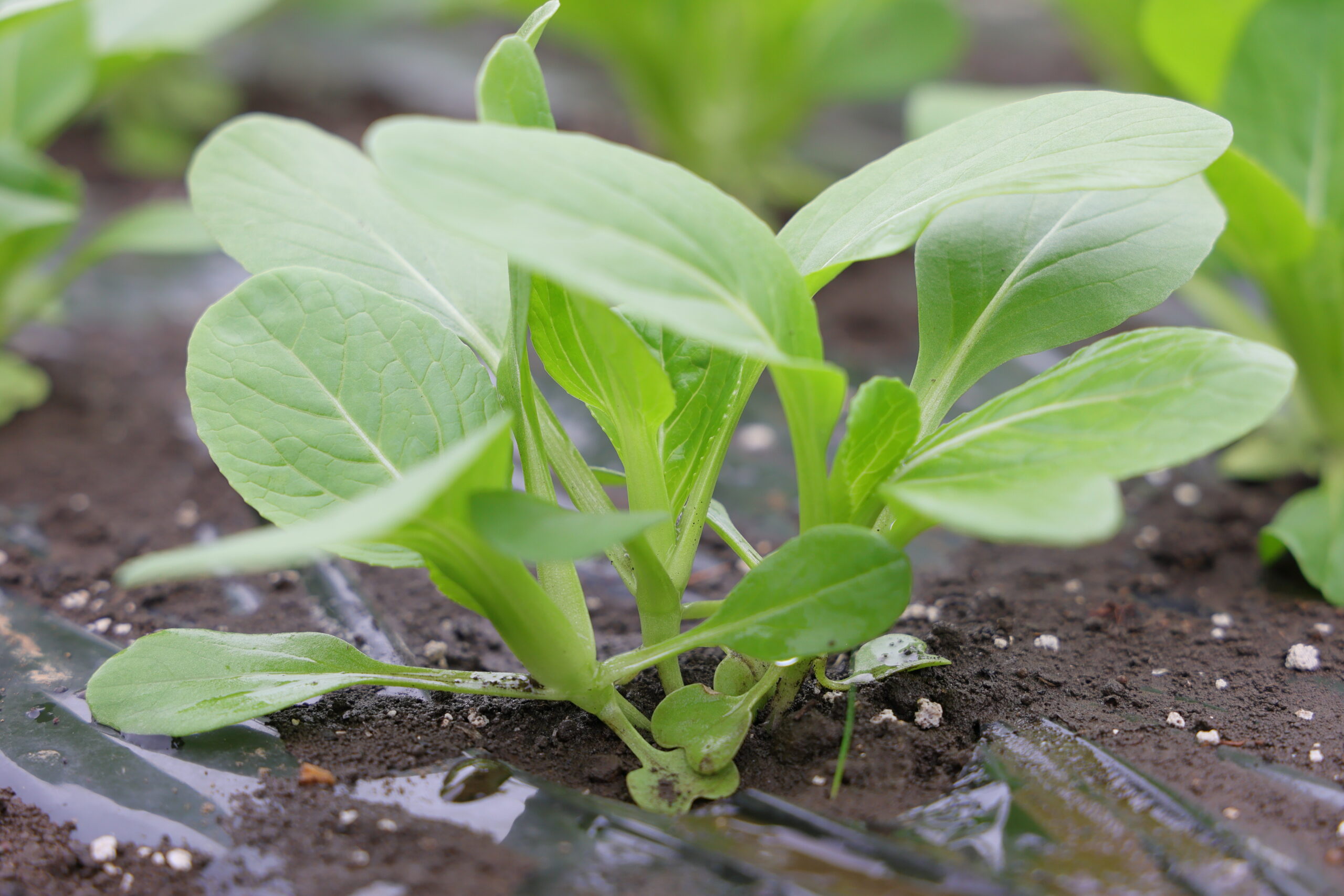 生育中のシャオパオ