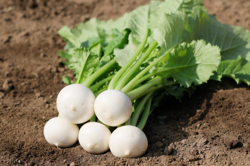 サラダラティーナ