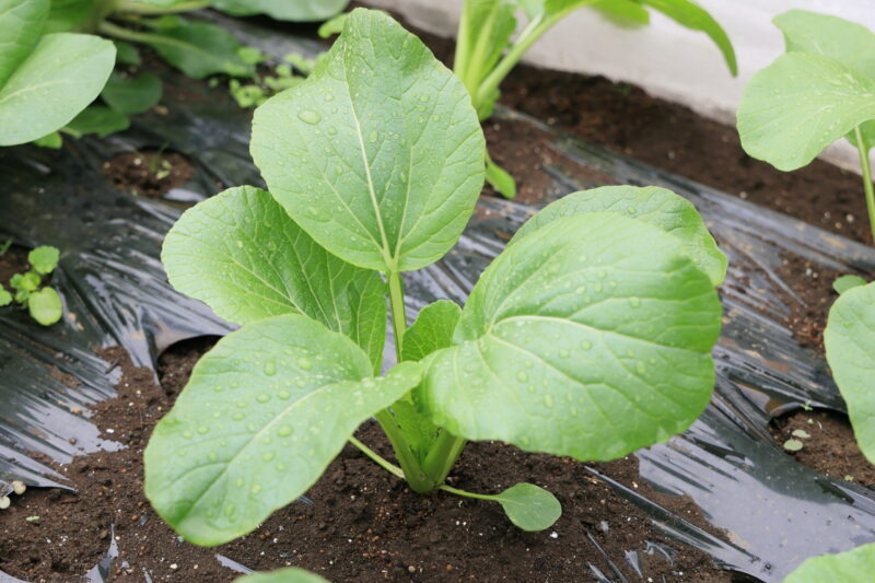 生育中のアスパラ菜