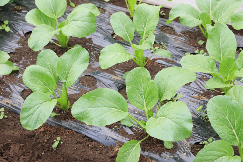 生育中のアスパラ菜