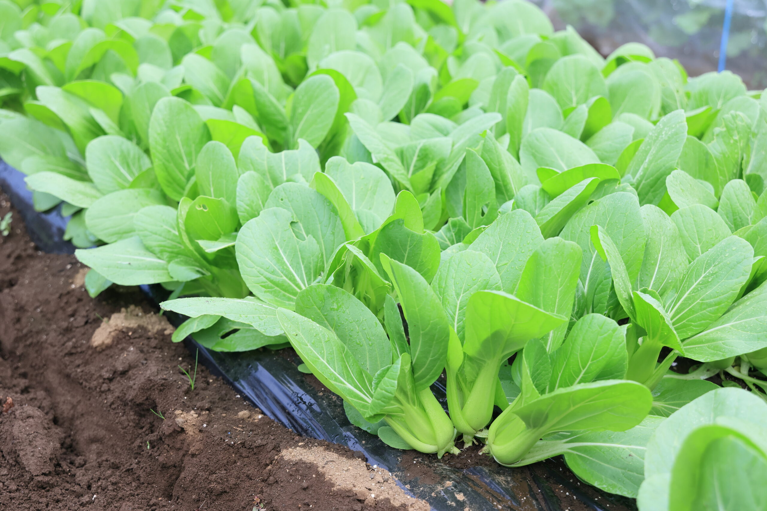 シャオパオは密植でたくさん収穫できる