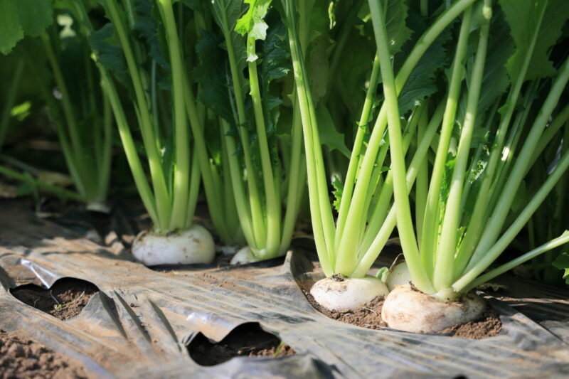 収穫適期のサラダラティーナ