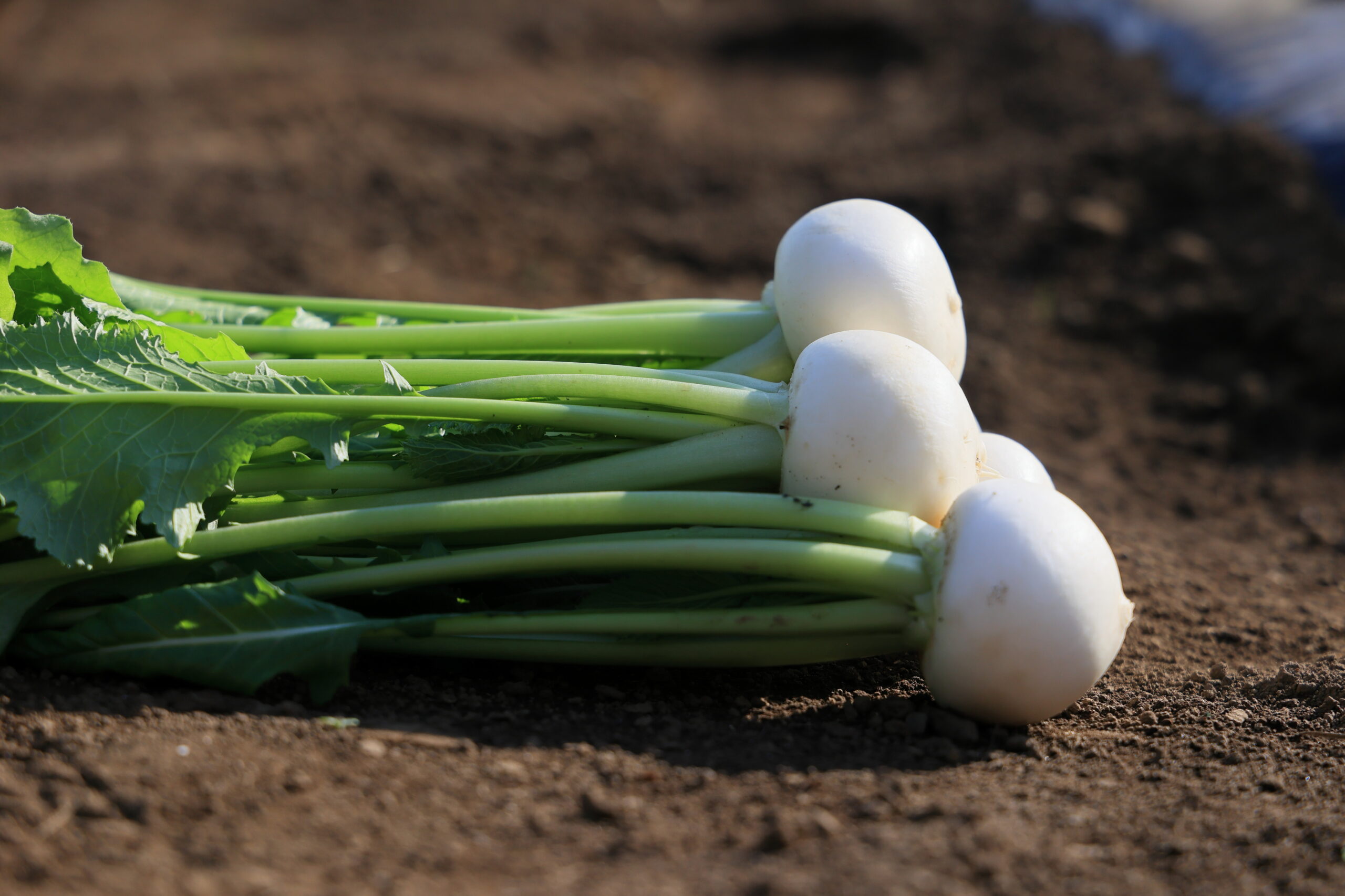 サラダラティーナは生でも食べられる、甘くて柔らかいカブ