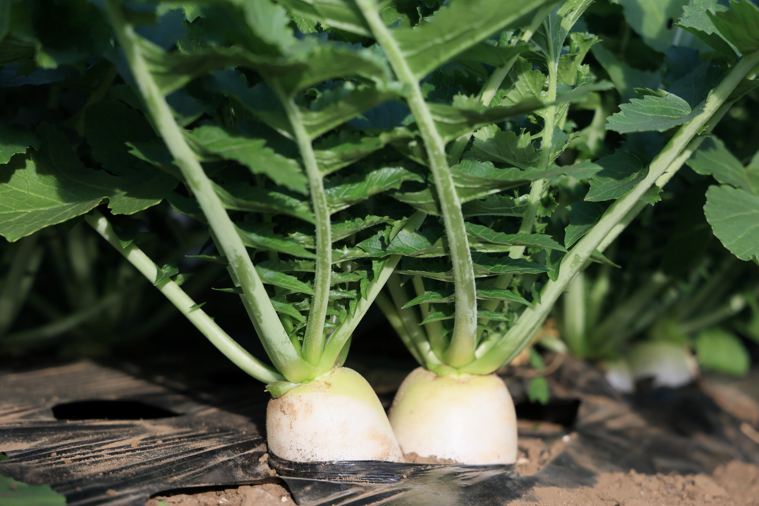 ころっ娘は密植でたくさん収穫できる