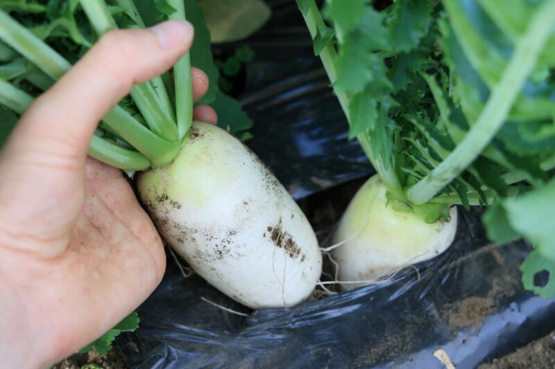 太い方から収穫していく