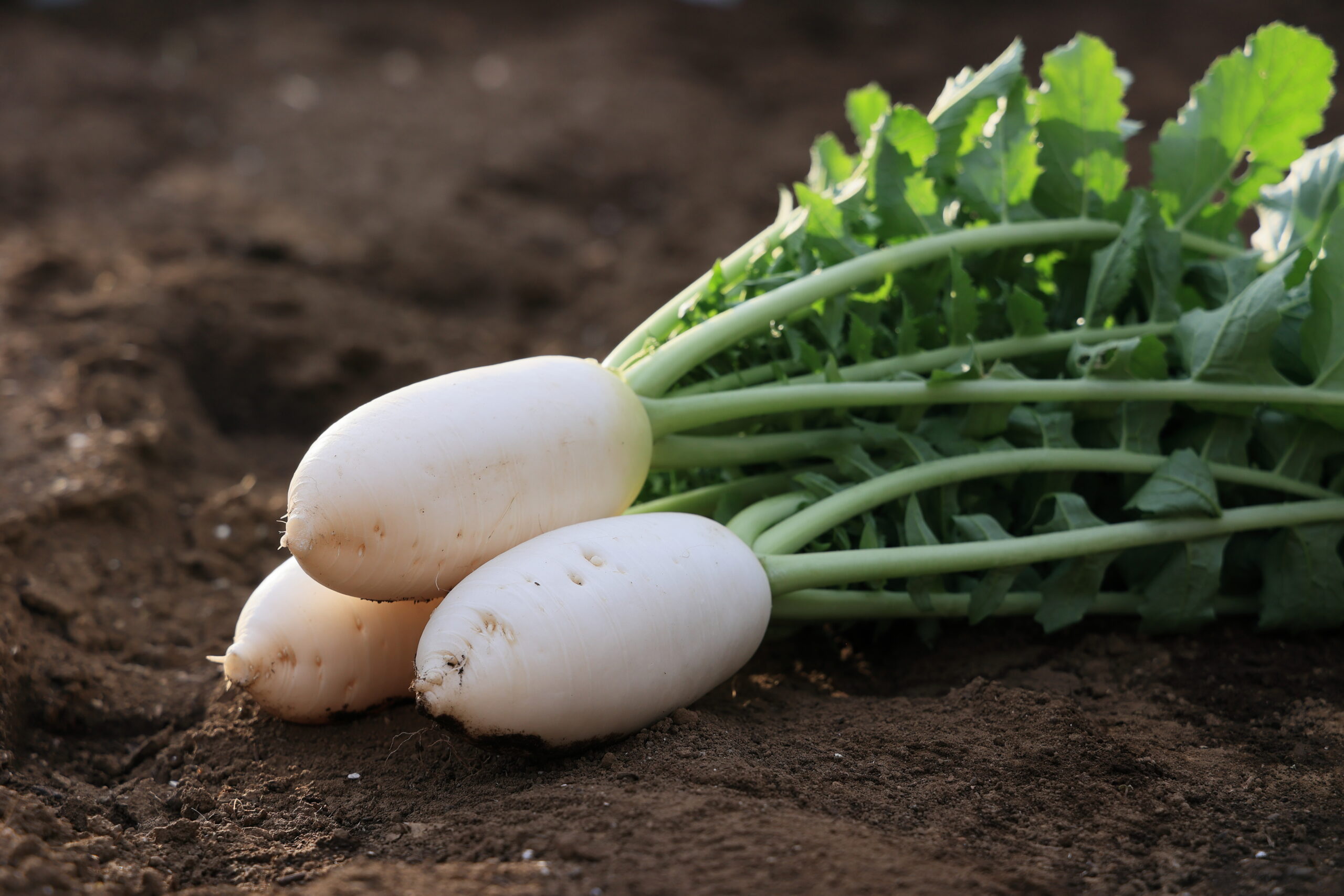 コロコロのころっ娘