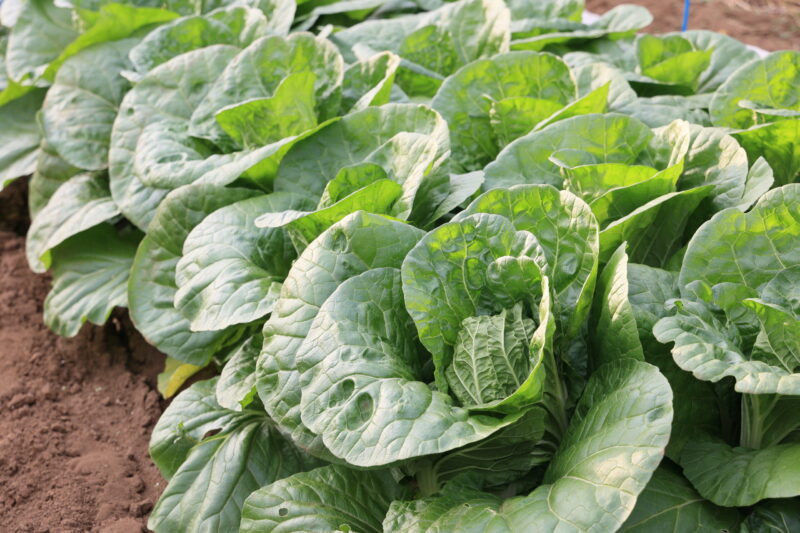 収穫適期のタイニーシュシュ