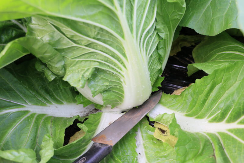 外葉と結球部の間に包丁を入れて収穫