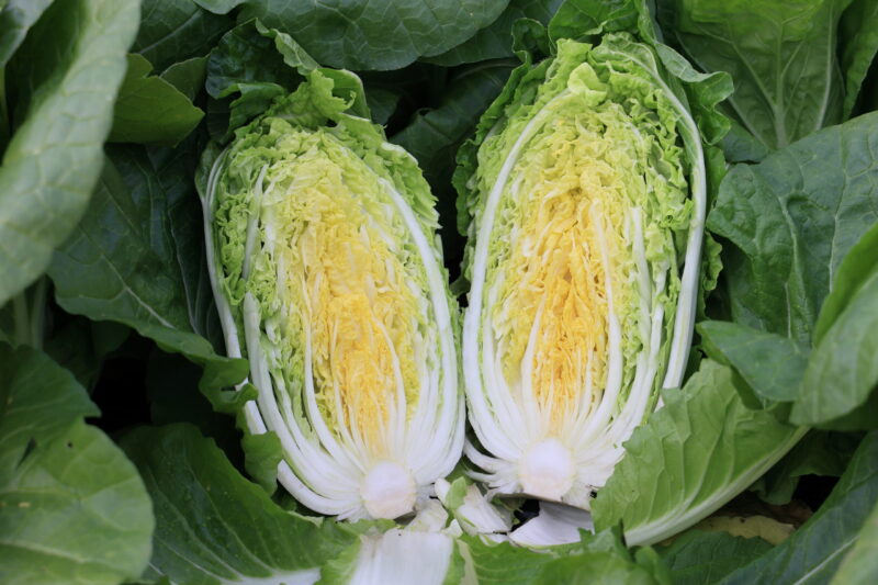 タイニーシュシュ