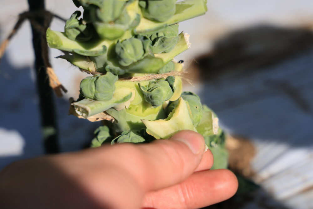 手で簡単に取れる