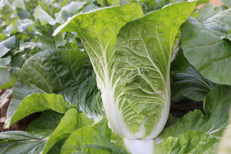 タイニーシュシュ